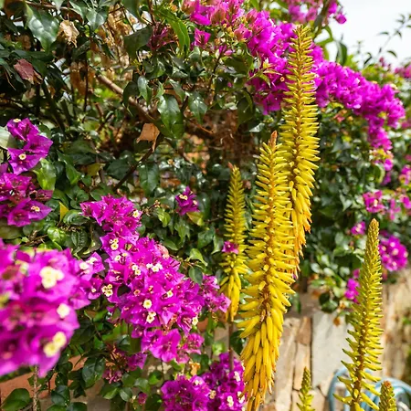 Casa Oleandro Hébergement de vacances Villasimius